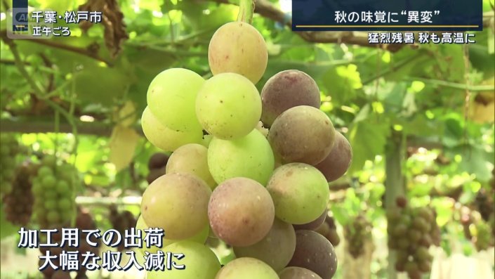 加工品用での出荷