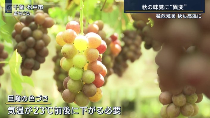 巨峰の色づき