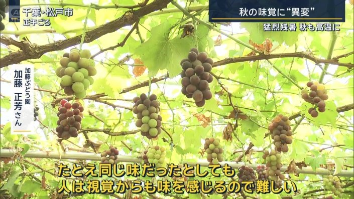 加藤ぶどう園　加藤正芳さん