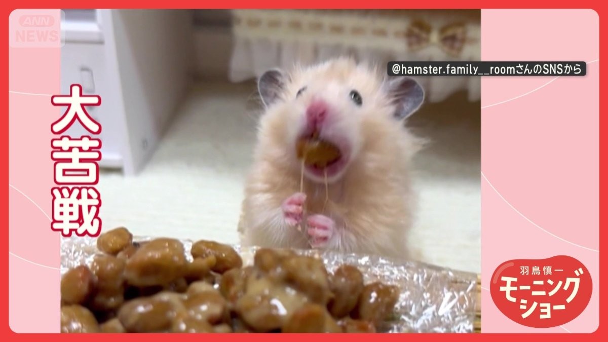 ネバネバに大苦戦! 納豆を夢中で頬張るハムスターさん ニオイは気にならないの?