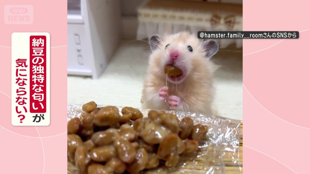 納豆のニオイ、気にならない?