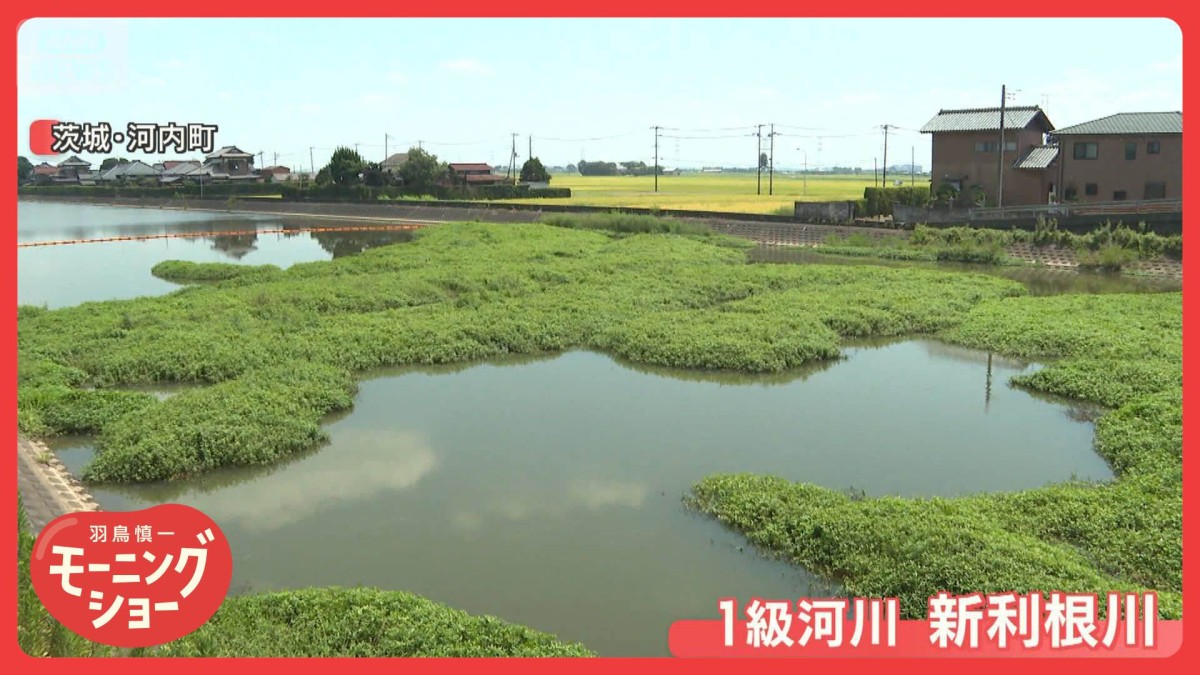 新米打撃　稲食い荒らす外来生物“地球上最悪の侵略的植物”にコメ農家悲鳴