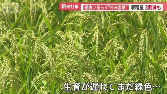 生育が遅れてまだ緑色のまま
