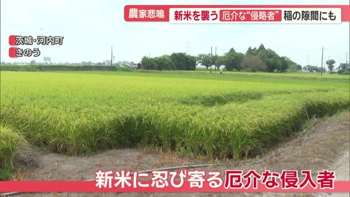 新米に忍び寄る厄介な侵入者