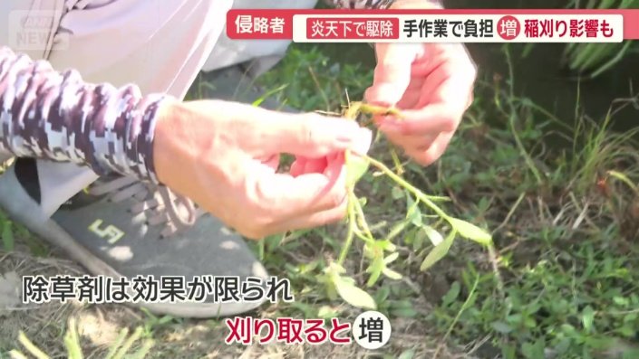 除草剤は効果が限られ刈り取ると増える