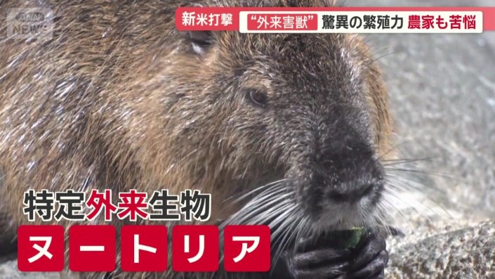 特定外来生物「ヌートリア」