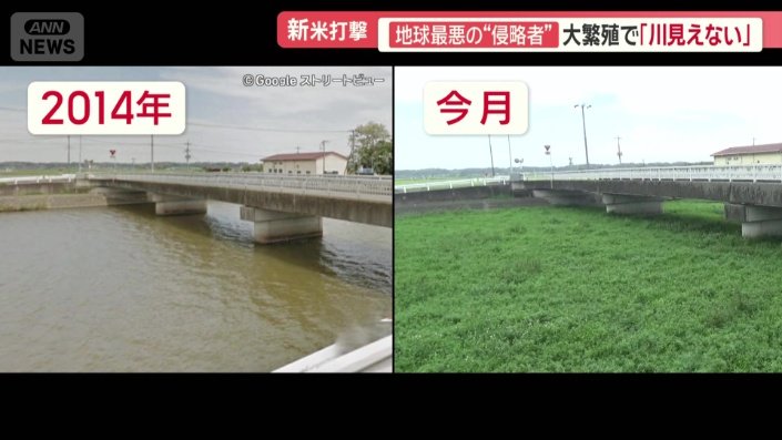 今月、同じ場所で撮影した川の水面は一切見えない