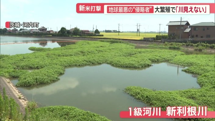 一級河川、新利根川