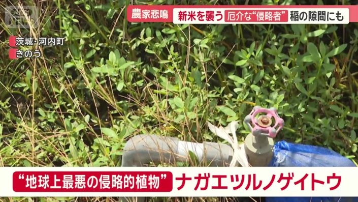 ナガエツルノゲイトウ