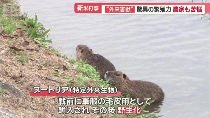 戦前に軍服の毛皮用として持ち込まれ、その後野生化