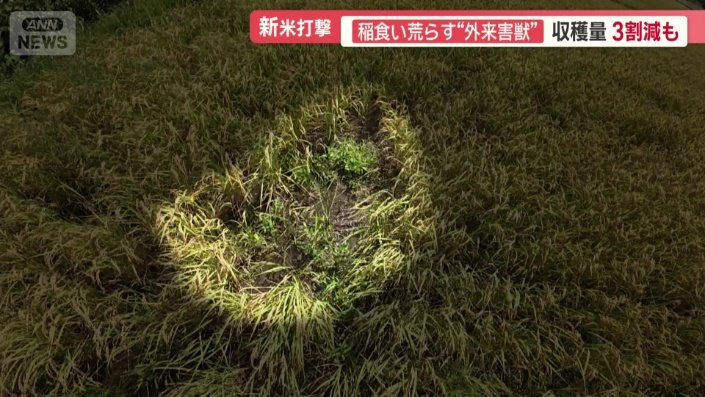 田んぼの一部がぽっかりと稲が生えていない