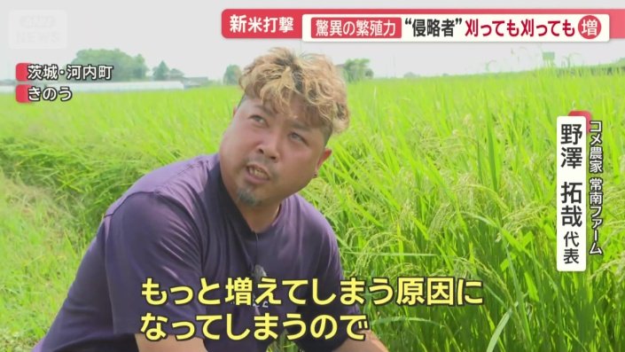 コメ農家　常南ファーム　野澤拓哉代表