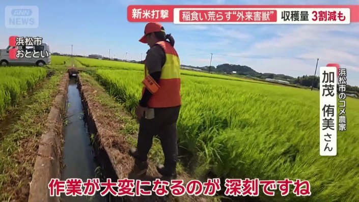 浜松市のコメ農家　加茂侑美さん