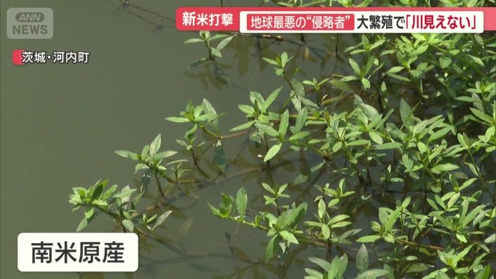 南米原産で観賞用として日本に持ち込まれた