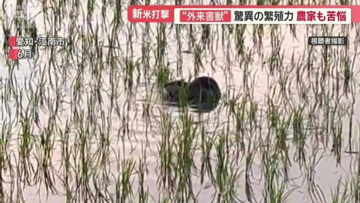 今年6月、愛知県江南市で撮影された映像