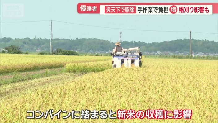 コンバインに絡まると新米の収穫にも影響