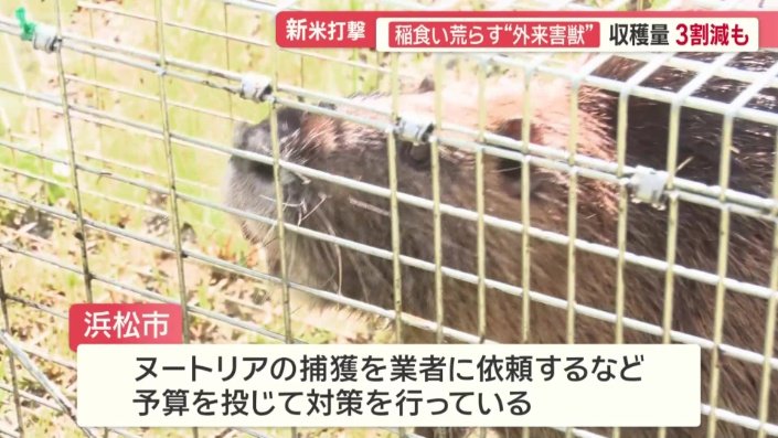 浜松市も予算を投じ対策を行っている
