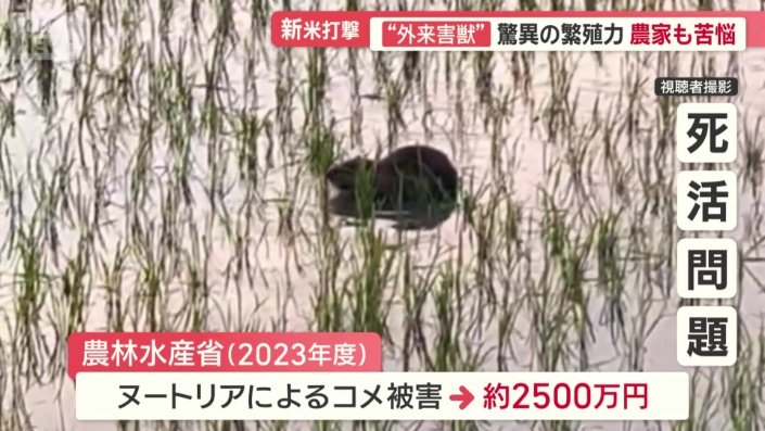 ヌートリアによるコメ被害は年間で約2500万円