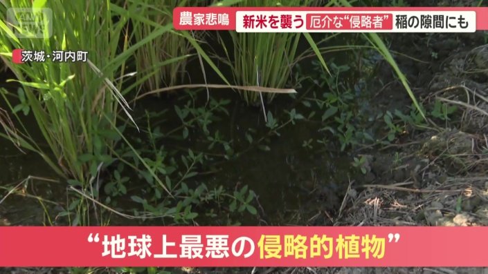 “地球上最悪の侵略的植物”がこの夏、急速に繁殖