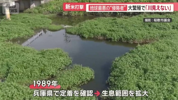 「特定外来生物」に指定されている