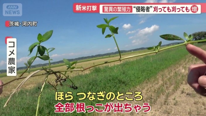 繁殖力の強さ