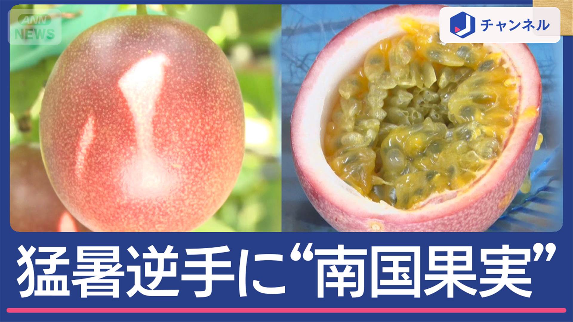 首都圏でパパイア栽培！猛暑を逆手に“南国果実”続々