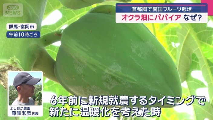 畑で、パパイアを育てるワケ