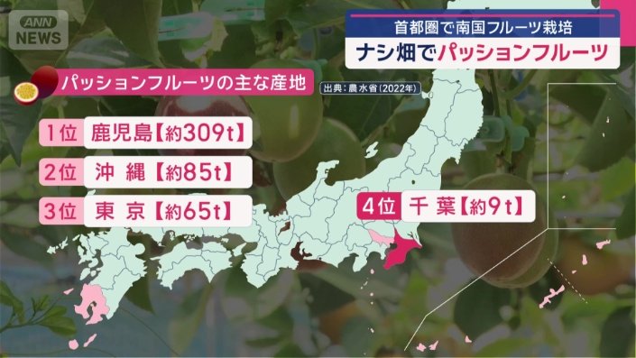 パッションフルーツの収穫量