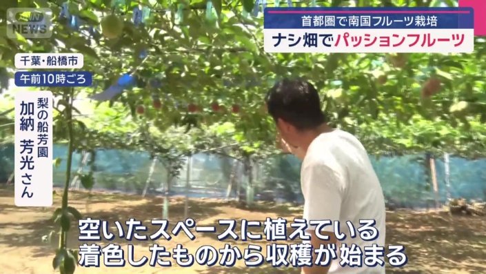 赤く色づいているのはパッションフルーツ