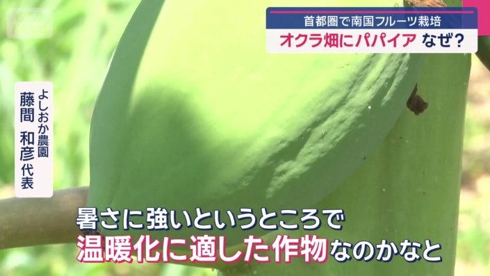 厳しい暑さのなか、順調に育っている？
