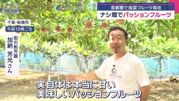 今年の記録的な猛暑は、南国の果物にも影響