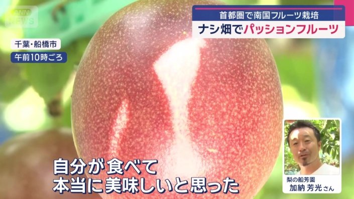 7月下旬から8月下旬にかけて収穫