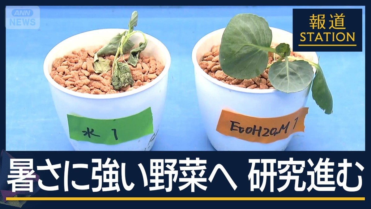 身近なもので“暑さに強い野菜”に！高温障害の“救世主”研究進む