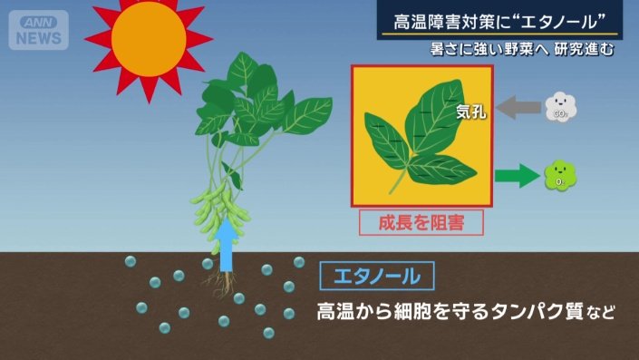 高温を耐え抜けるエネルギー