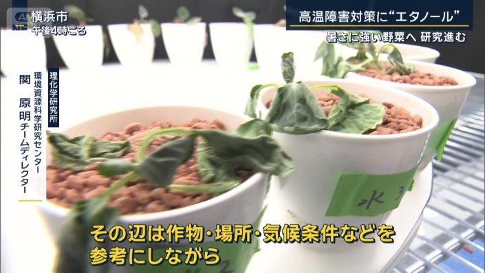 理化学研究所　環境資源科学研究センター　関原明チームディレクター