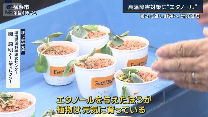 理化学研究所　環境資源科学研究センター　関原明チームディレクター