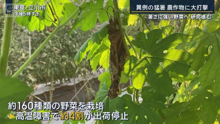 高温障害