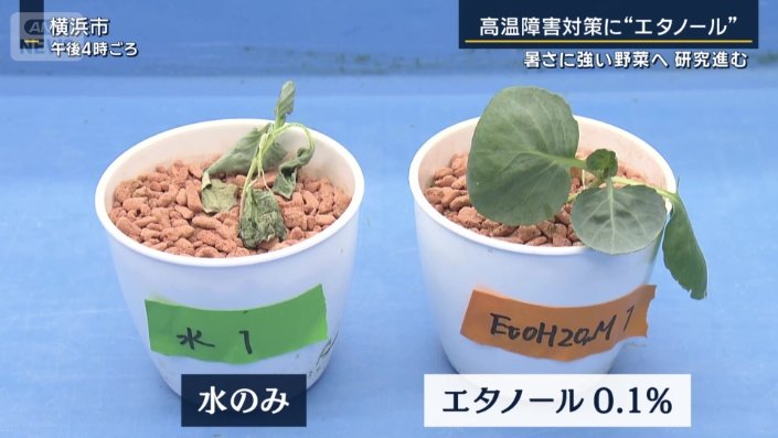 エタノールを与えたもの