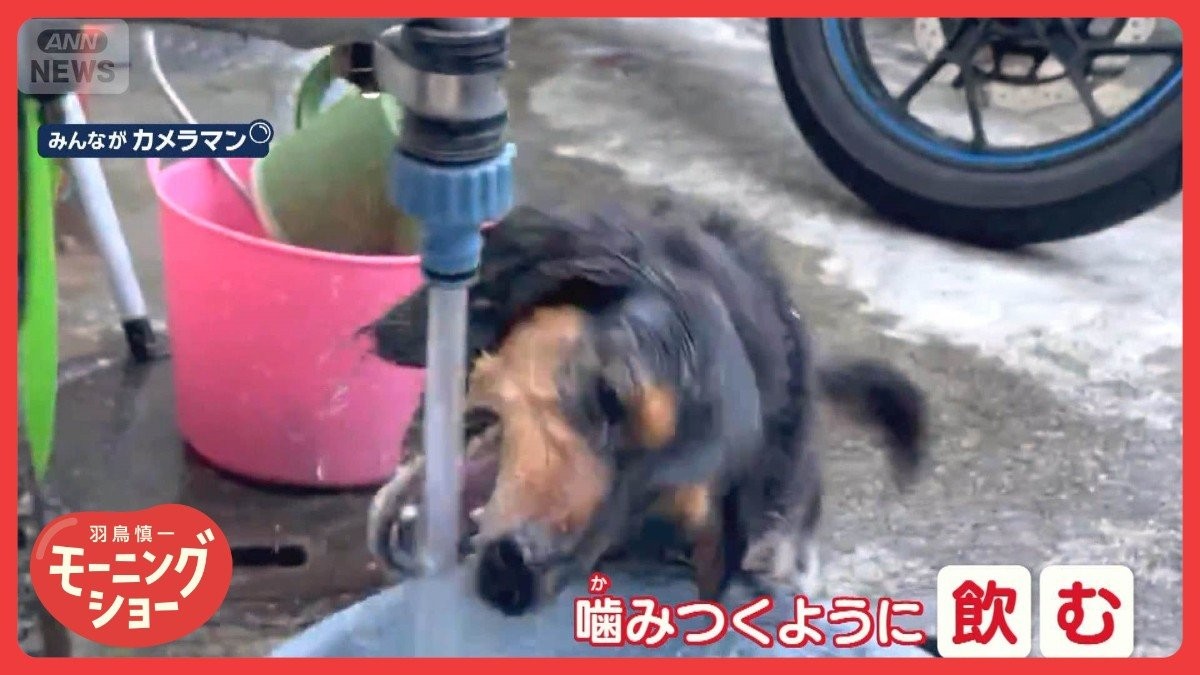 「豪快に飲むワン」水をガブガブする犬　ずぶ濡れでもお構いなし　どんな気持ちなの？
