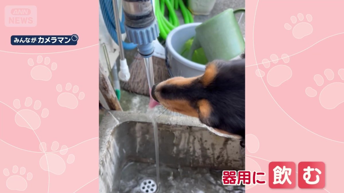 蛇口から水を飲む