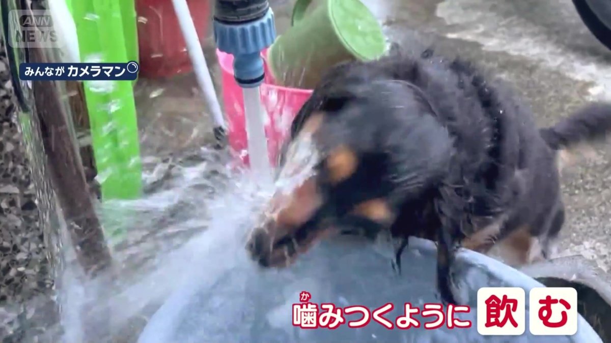 かみつくように飲む