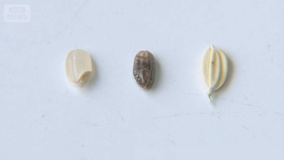 高温障害で“焼け米”2倍に　新米収穫が関東でも始まる　一等米「平年よりいい感じ」