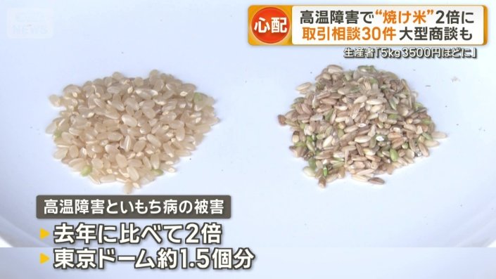 高温障害といもち病の被害
