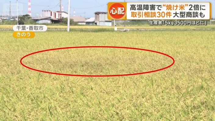 田んぼ中心部だけ少し黒ずんでいる