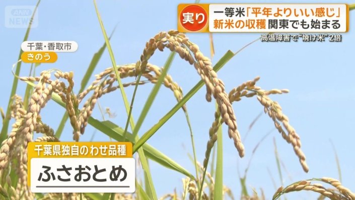 千葉県独自のわせ品種「ふさおとめ」