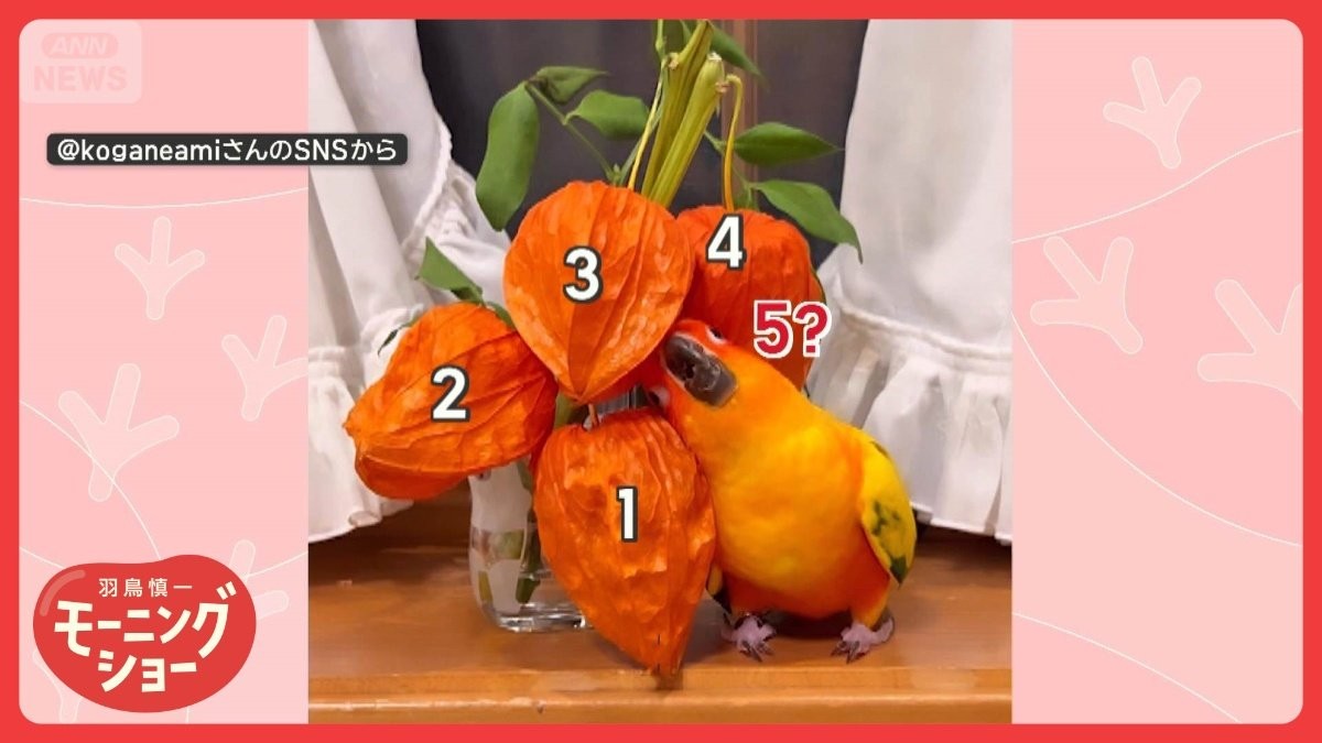 ど〜こだ? ピッタリ一体化! 興味津々インコさん ホオズキになろうとしてるの?