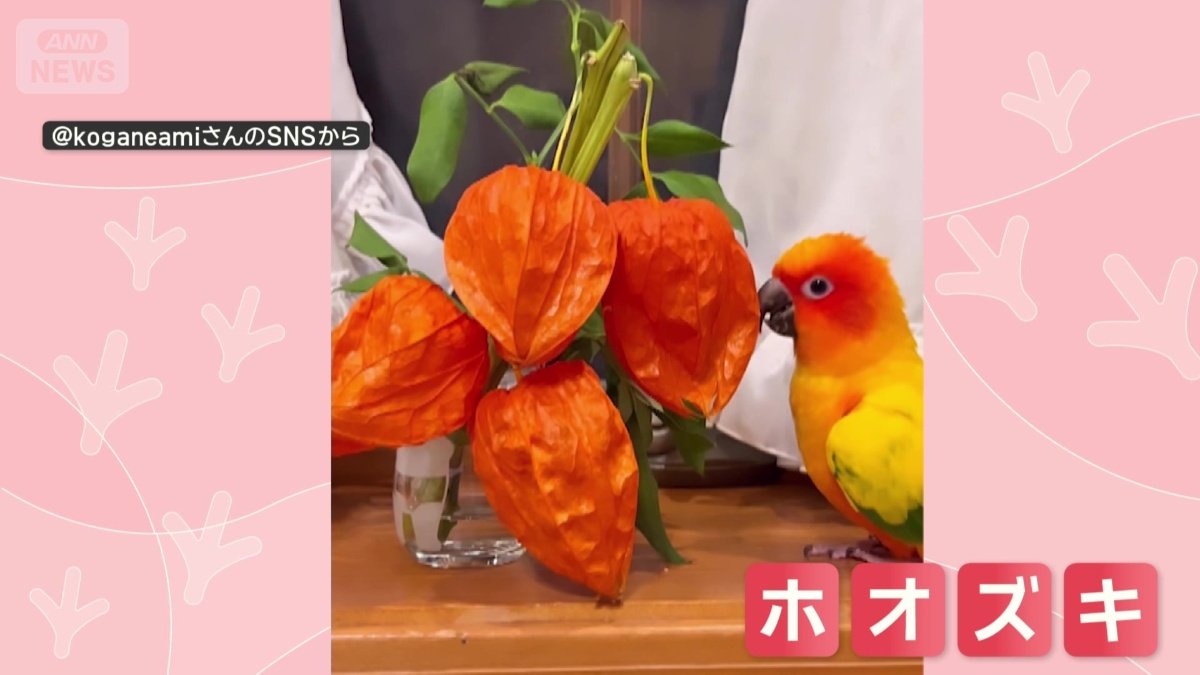 歩いた先にあったのは、ホオズキ