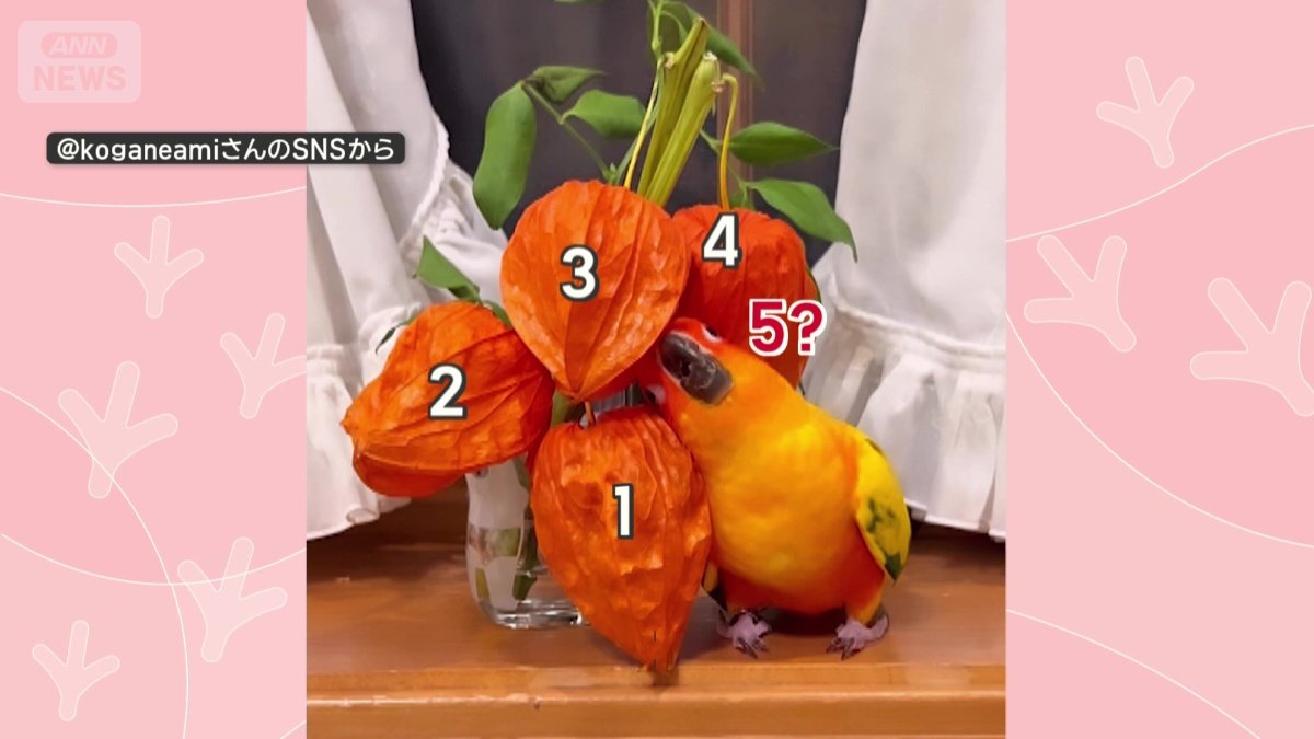 まるでホオズキが5個?