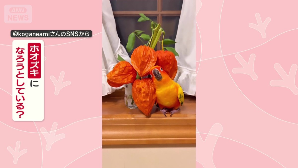 ホオズキになろうとしてる?