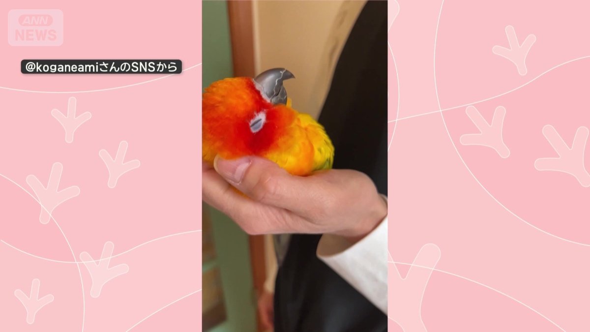 なでられるインコ
